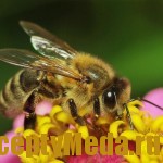 Сколько дней живёт медоносная пчела?