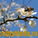 Как ухаживать за пчелами ранней весной?