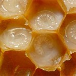 Применение пчелиного маточного молочка и свойства