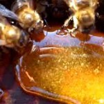 Весенняя подкормка пчел, сахарный сироп и канди — рецепты