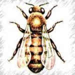 Особенности строения пчелы, строение частей тела