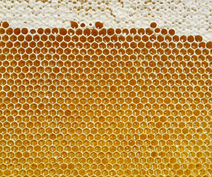 Чем полезны пчелиные медовые соты