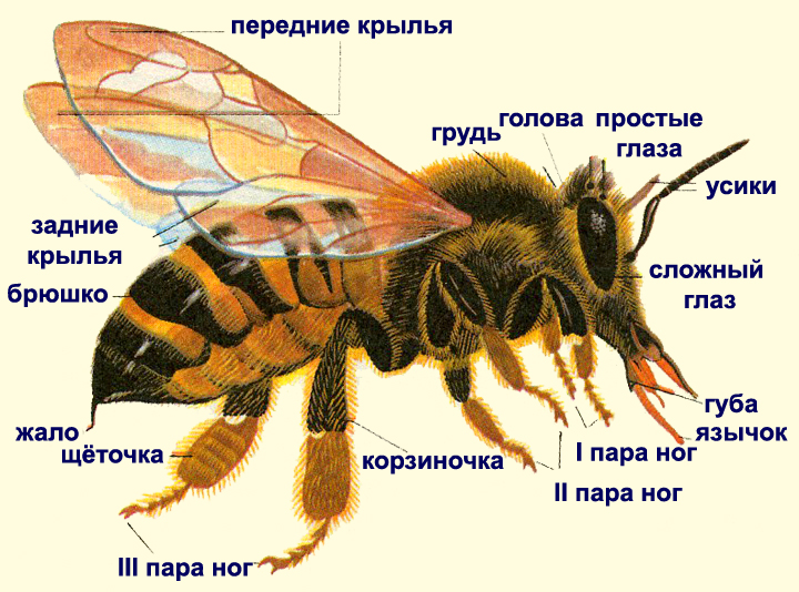 Строение пчелы фото
