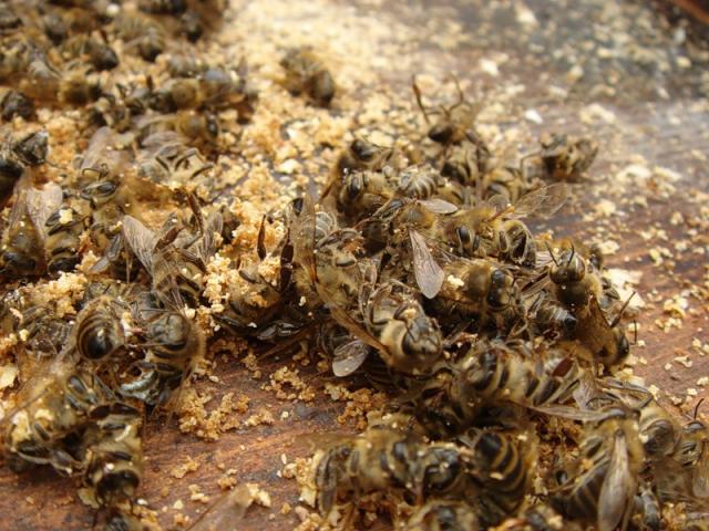 Где можно взять пчелиный подмор