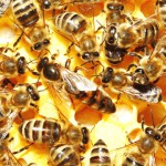 Факты из жизни пчелиной семьи