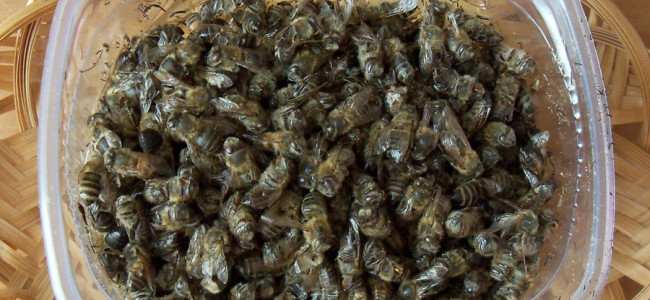 Хранение пчелиного подмора