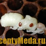 Эффективность борьбы с варроетозом пчел